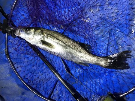 小アジ狙いで、シーバス